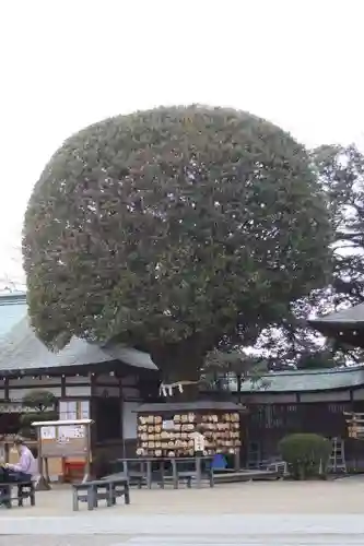 足利織姫神社の自然