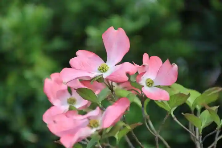 開成山大神宮の自然