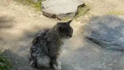 山寺千手院の動物