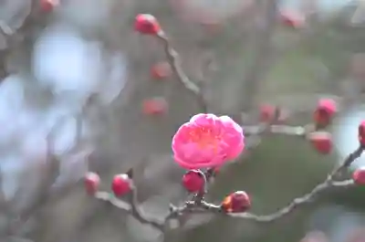 清凉寺(京都府)