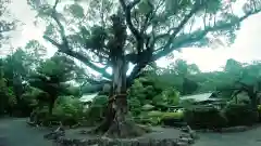 静岡浅間神社(静岡県)