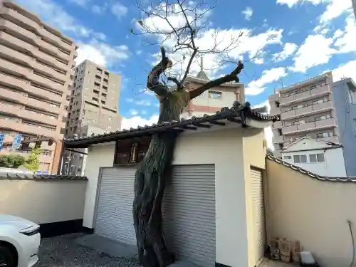 真源寺（入谷鬼子母神）(東京都)