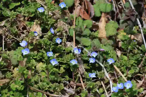 田村神社の自然