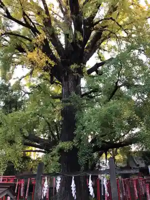 武芳稲荷神社の自然