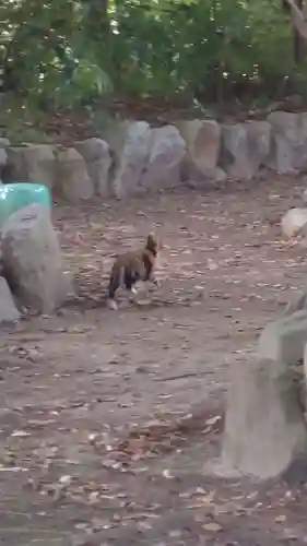 清洲山王宮　日吉神社の動物