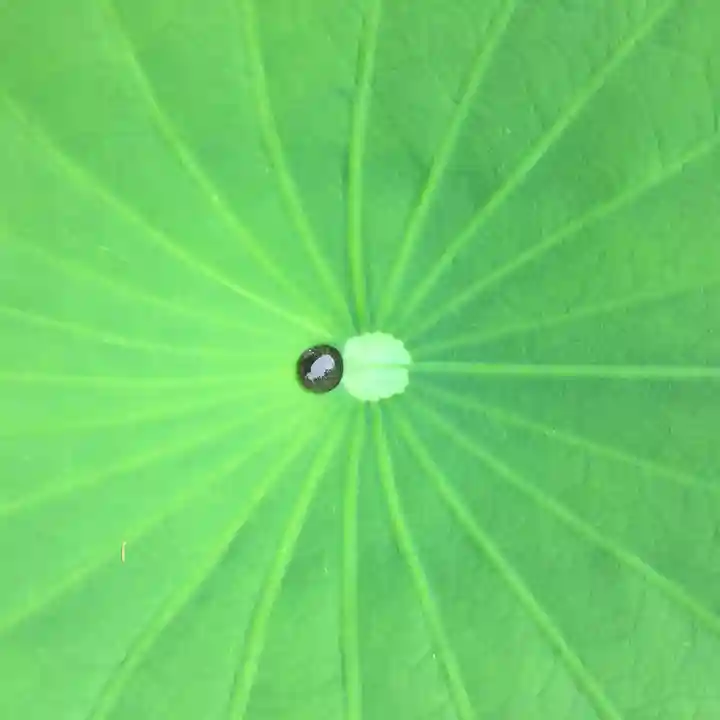 瑞圭山 浄国寺の自然