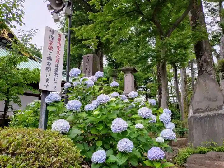 妙法寺(東京都)