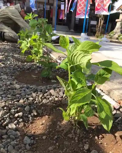 總社 和田八幡宮の庭園