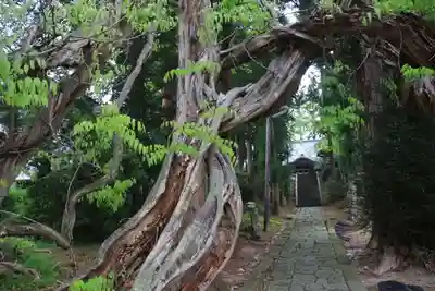 春日神社の自然
