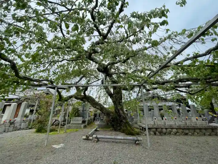 大福寺の{uncategorized: "未分類", other: "その他", undefined: "問題あり", building: "その他建物", grave: "お墓", sacred_gate: "鳥居", guardian: "狛犬", statue: "像", buddha: "仏像", history: "歴史", nature: "自然", garden: "庭園", animal: "動物", pagoda: "塔", temizu: "手水舎", mountain_gate: "山門・神門", sanctuary: "本殿・本堂", subordinate: "末社・摂社", art: "芸術", scenery: "景色", jizo: "地蔵", ema: "絵馬", goshuin: "御朱印", omikuji: "おみくじ", items: "授与品その他", amulet: "お守り", goshuincho: "御朱印帳", eats: "食事", festival: "お祭り", votive_dance: "神楽", shichigosan: "七五三参", wedding: "結婚式", experience: "体験その他", initially: "初詣", around: "周辺", anti_infection: "感染症対策"}