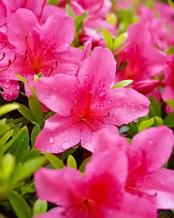 伊達神社(北海道)