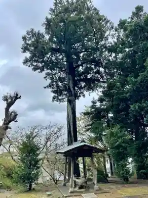 菅原神社の{uncategorized: "未分類", other: "その他", undefined: "問題あり", building: "その他建物", grave: "お墓", sacred_gate: "鳥居", guardian: "狛犬", statue: "像", buddha: "仏像", history: "歴史", nature: "自然", garden: "庭園", animal: "動物", pagoda: "塔", temizu: "手水舎", mountain_gate: "山門・神門", sanctuary: "本殿・本堂", subordinate: "末社・摂社", art: "芸術", scenery: "景色", jizo: "地蔵", ema: "絵馬", goshuin: "御朱印", omikuji: "おみくじ", items: "授与品その他", amulet: "お守り", goshuincho: "御朱印帳", eats: "食事", festival: "お祭り", votive_dance: "神楽", shichigosan: "七五三参", wedding: "結婚式", experience: "体験その他", initially: "初詣", around: "周辺", anti_infection: "感染症対策"}