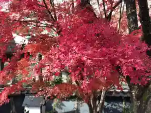 木舟山 順教寺の自然(2021年12月06日(月) 18時31分04秒投稿)