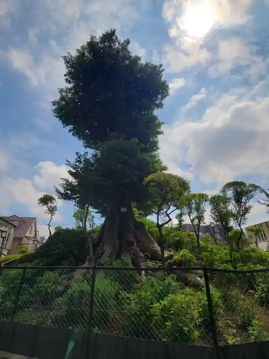 白山神社の自然