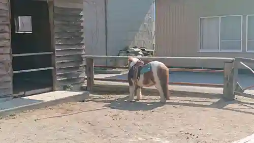 小室浅間神社の動物