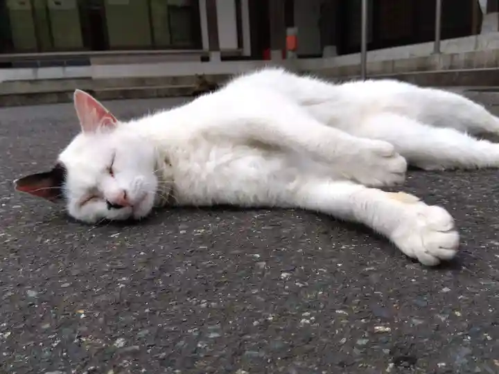 御誕生寺(猫寺)(福井県)