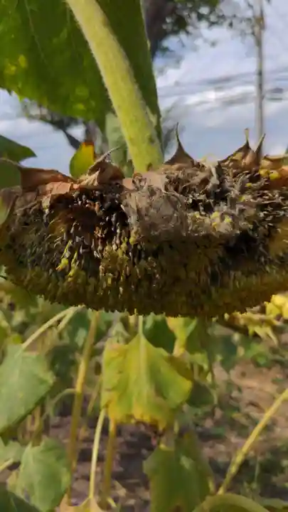石刀神社の自然