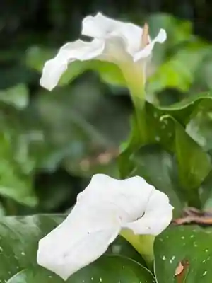 霧島岑神社(宮崎県)