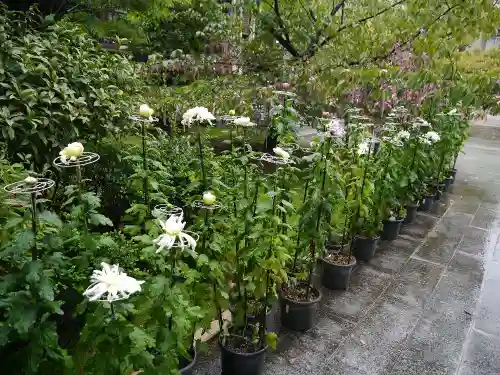 桜神宮の庭園