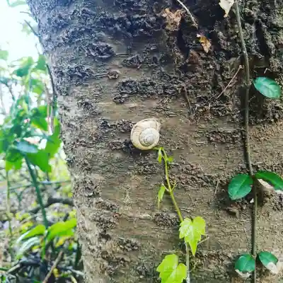 稲荷神社の動物