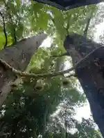 川越氷川神社(埼玉県)