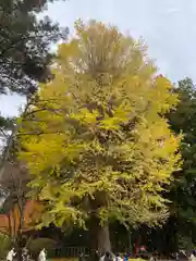 北口本宮冨士浅間神社の自然