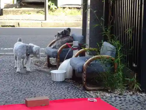 菊名神社の動物