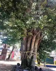 東海市熊野神社の自然