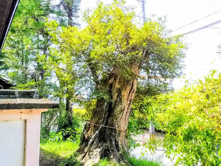 八王子神社の自然
