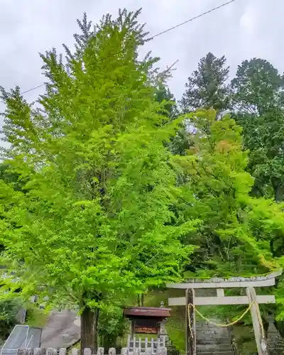 武並神社の鳥居