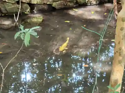 佐地神社の動物