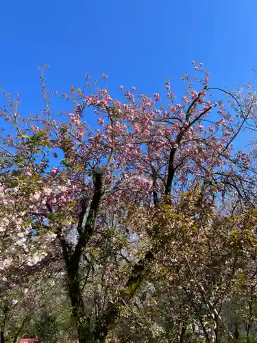 平野神社の自然