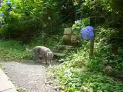 鷲子山上神社の動物