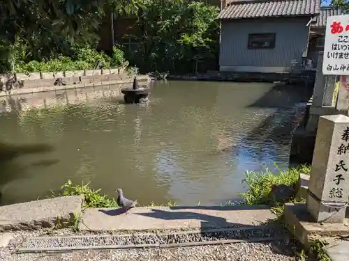 白山神社（二子町）の動物