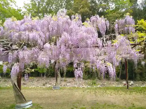 和氣神社（和気神社）の自然