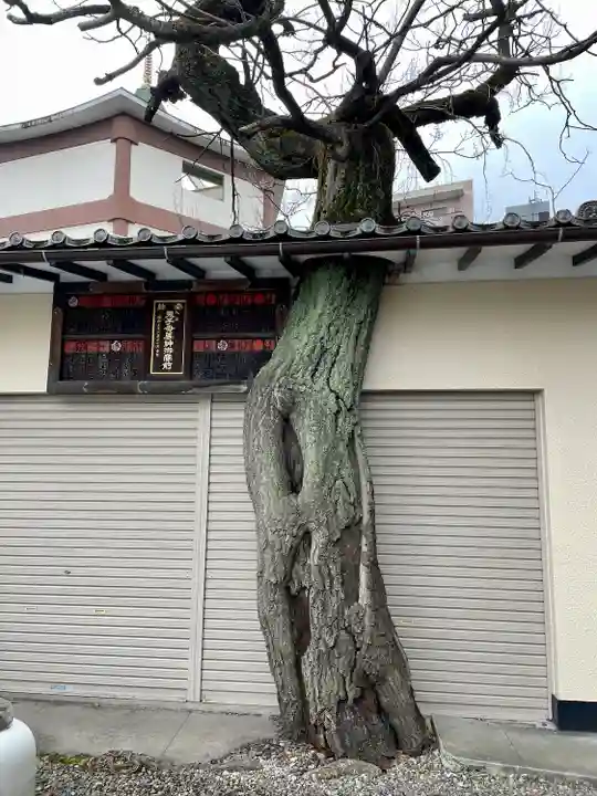 真源寺(入谷鬼子母神)(東京都)