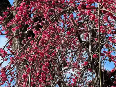北野天満宮(京都府)