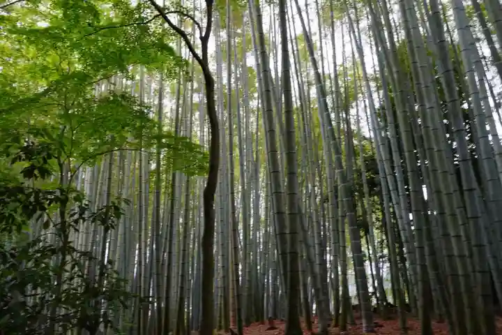 地蔵院(京都府)