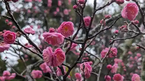 長岡天満宮(京都府)