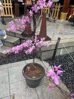 東京大神宮(東京都)