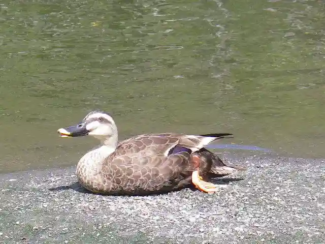 鶴岡八幡宮の動物