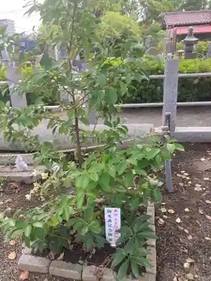 本社宮(神奈川県)