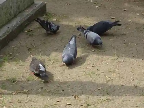 久里浜八幡神社の動物