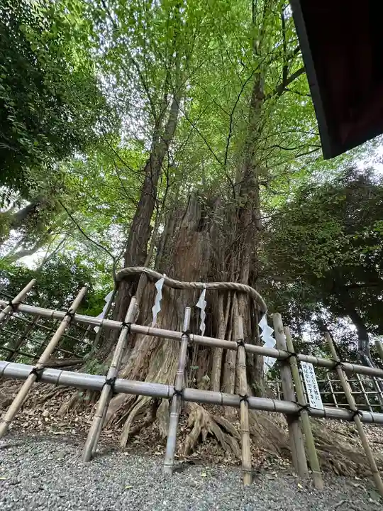 大國魂神社の自然