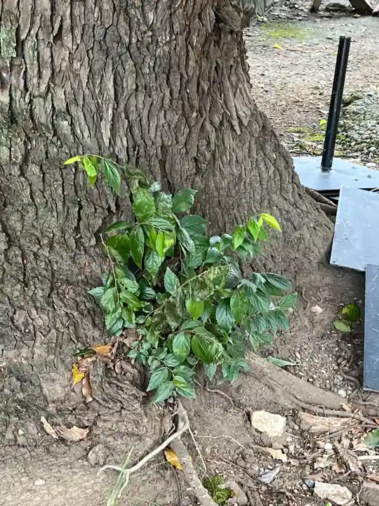 手力雄神社(岐阜県)