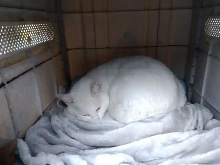 御誕生寺(猫寺)(福井県)