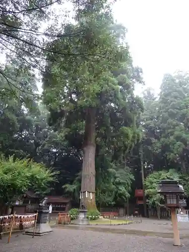 狭野神社の自然