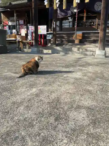 賀茂別雷神社の{uncategorized: "未分類", other: "その他", undefined: "問題あり", building: "その他建物", grave: "お墓", sacred_gate: "鳥居", guardian: "狛犬", statue: "像", buddha: "仏像", history: "歴史", nature: "自然", garden: "庭園", animal: "動物", pagoda: "塔", temizu: "手水舎", mountain_gate: "山門・神門", sanctuary: "本殿・本堂", subordinate: "末社・摂社", art: "芸術", scenery: "景色", jizo: "地蔵", ema: "絵馬", goshuin: "御朱印", omikuji: "おみくじ", items: "授与品その他", amulet: "お守り", goshuincho: "御朱印帳", eats: "食事", festival: "お祭り", votive_dance: "神楽", shichigosan: "七五三参", wedding: "結婚式", experience: "体験その他", initially: "初詣", around: "周辺", anti_infection: "感染症対策"}
