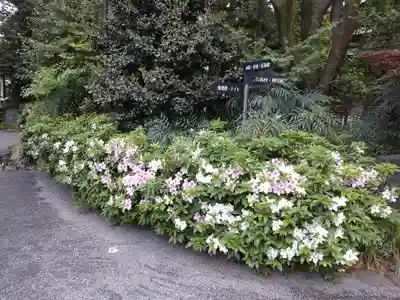 阿佐ヶ谷神明宮(東京都)