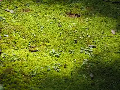 大原神社の自然